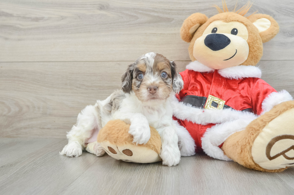 4 week old Cockapoo Puppy For Sale - Premier Pups