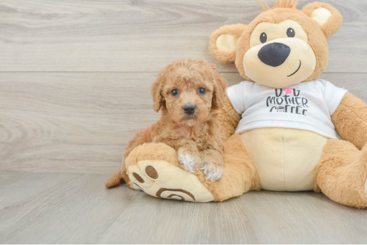 Best Cockapoo Baby