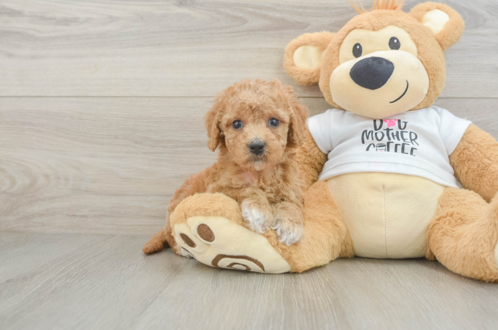 5 week old Cockapoo Puppy For Sale - Premier Pups