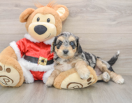 6 week old Cockapoo Puppy For Sale - Premier Pups