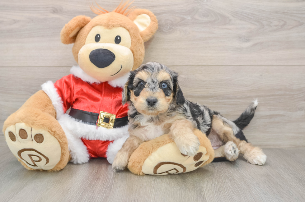 5 week old Cockapoo Puppy For Sale - Premier Pups