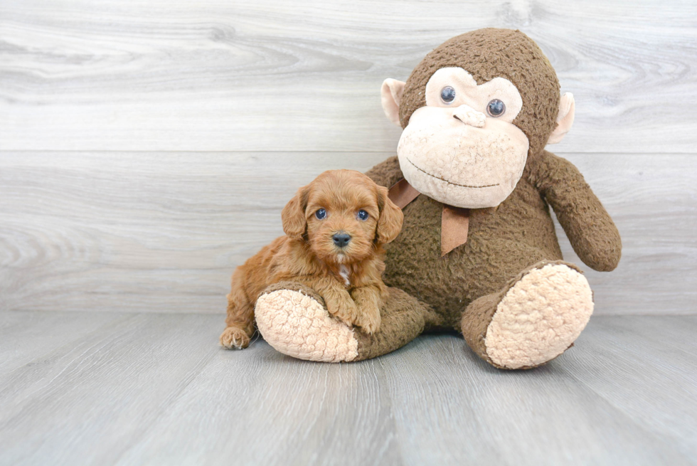 Best Cockapoo Baby