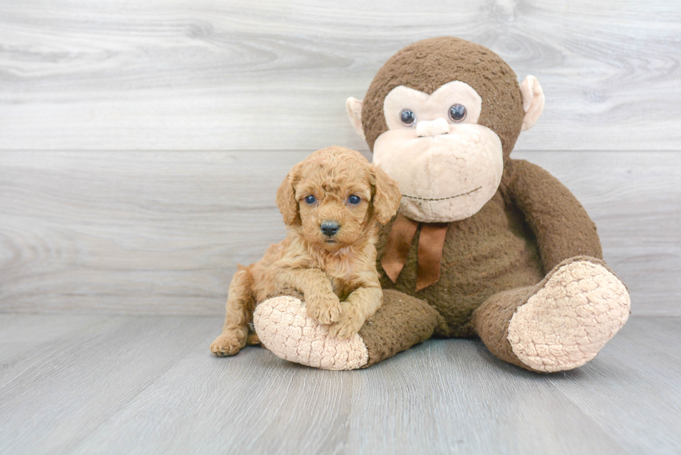 Smart Cockapoo Poodle Mix Pup