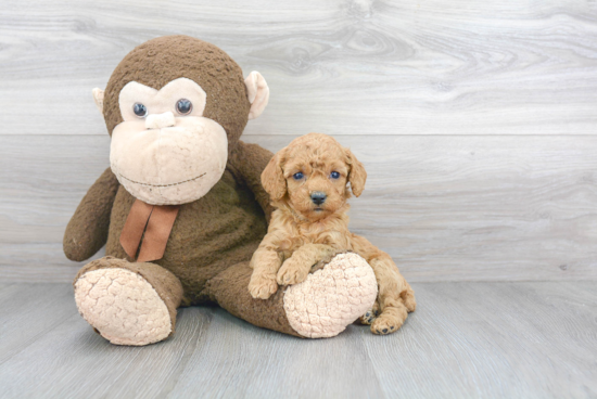 Popular Cockapoo Poodle Mix Pup