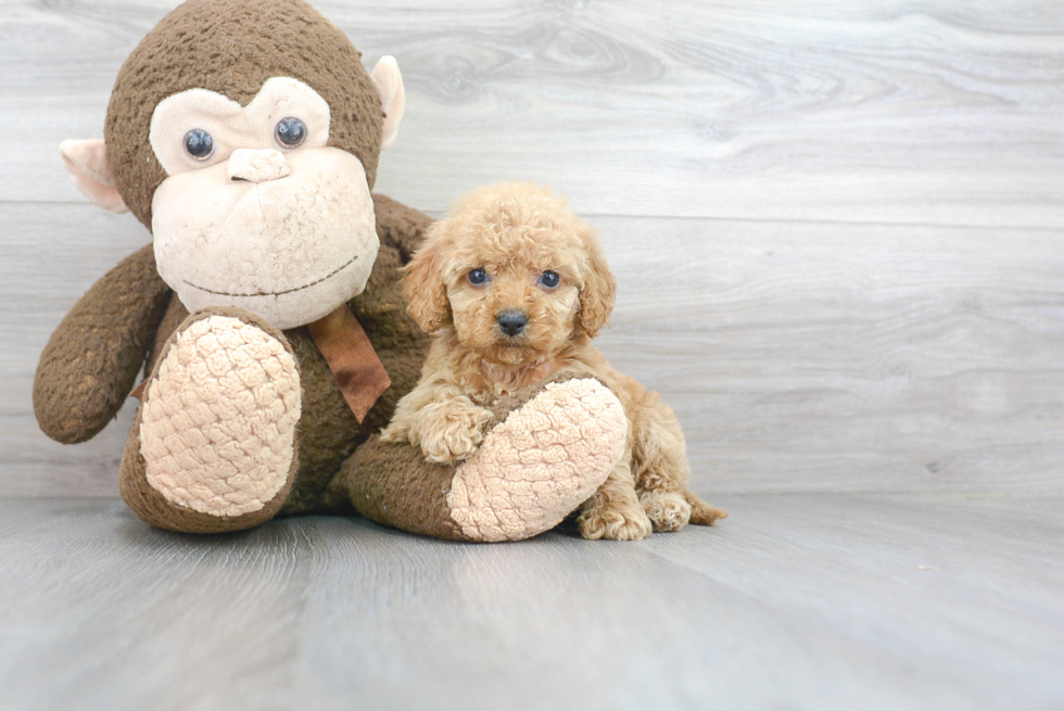 Little Cockerpoo Poodle Mix Puppy