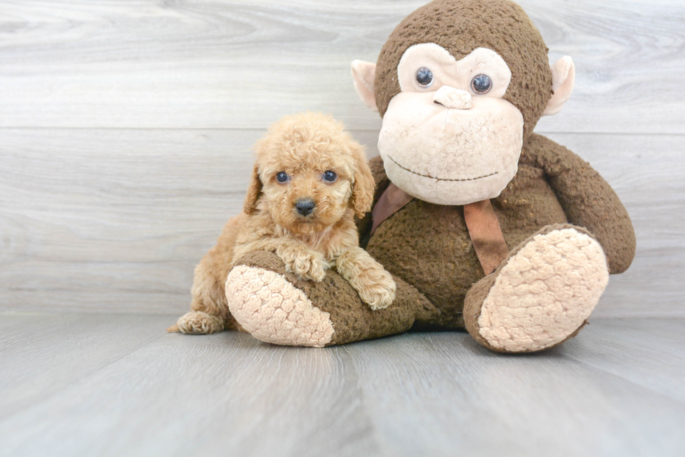 Cockapoo Pup Being Cute