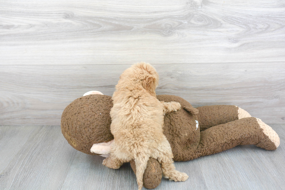 Cockapoo Pup Being Cute