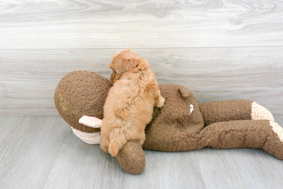 Cockapoo Pup Being Cute