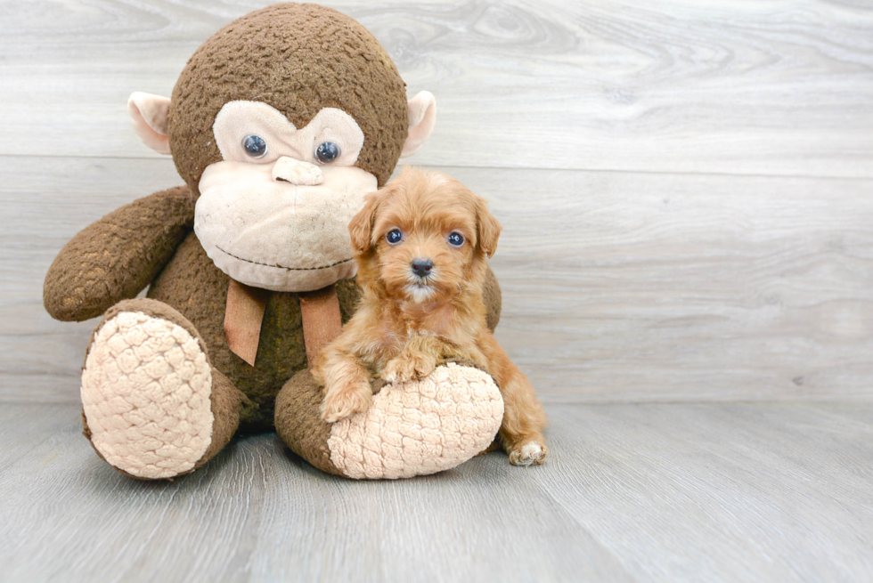 Cockapoo Puppy for Adoption