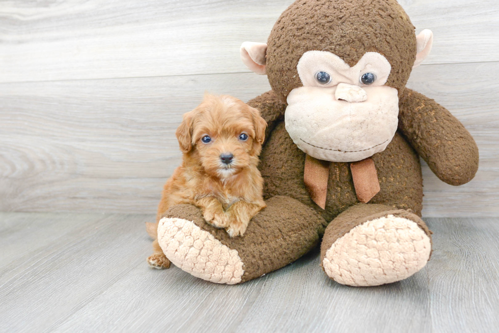 Playful Cockerpoo Poodle Mix Puppy