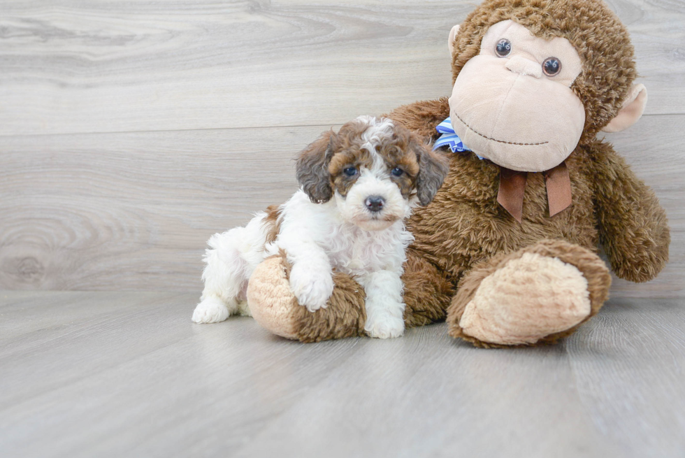 Happy Cockapoo Baby