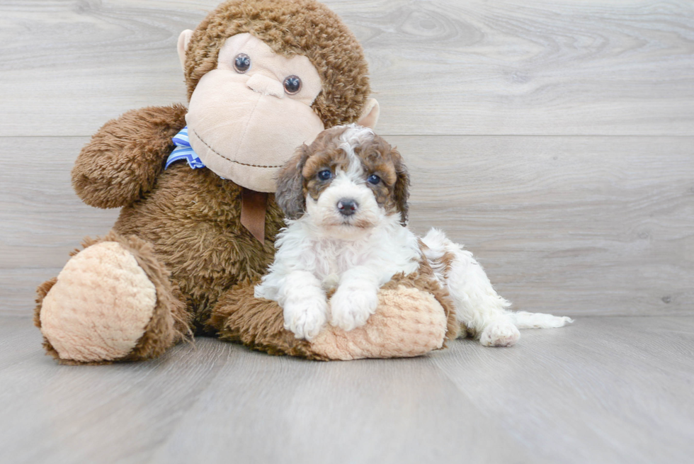 Cockapoo Pup Being Cute