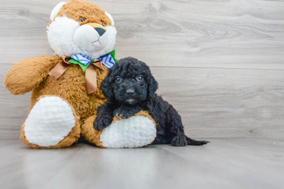 Adorable Cockerpoo Poodle Mix Puppy