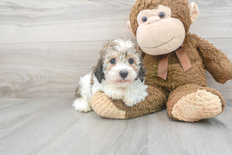 Cockapoo Puppy for Adoption