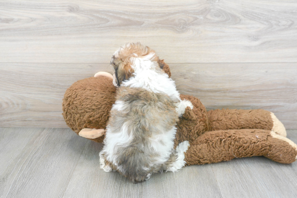 Cockapoo Puppy for Adoption
