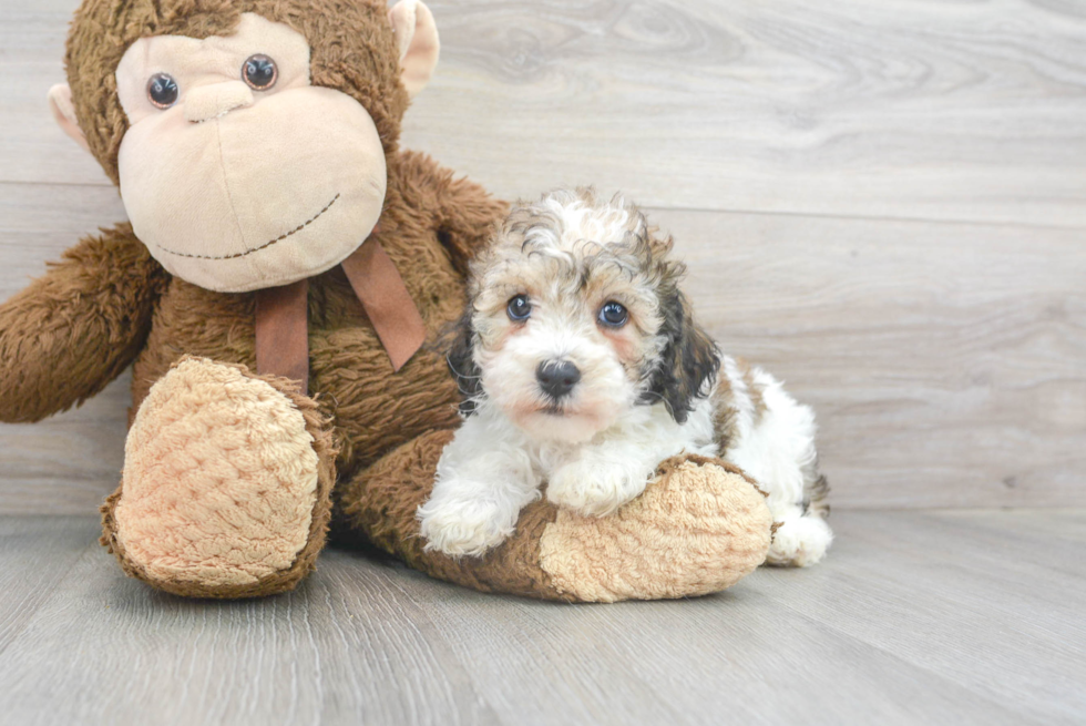 Best Cockapoo Baby