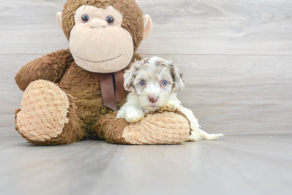 Sweet Cockapoo Baby