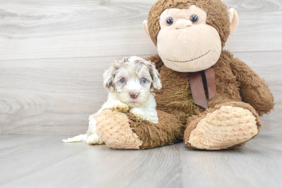 Cockapoo Pup Being Cute