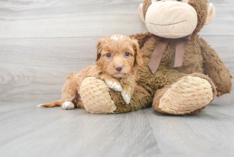 Cockapoo Pup Being Cute