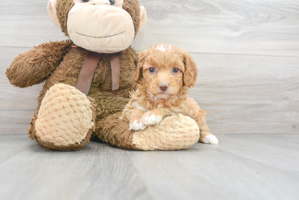 Cockapoo Pup Being Cute