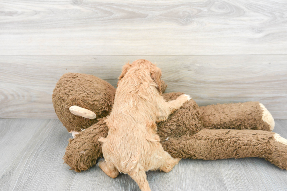 Sweet Cockapoo Baby