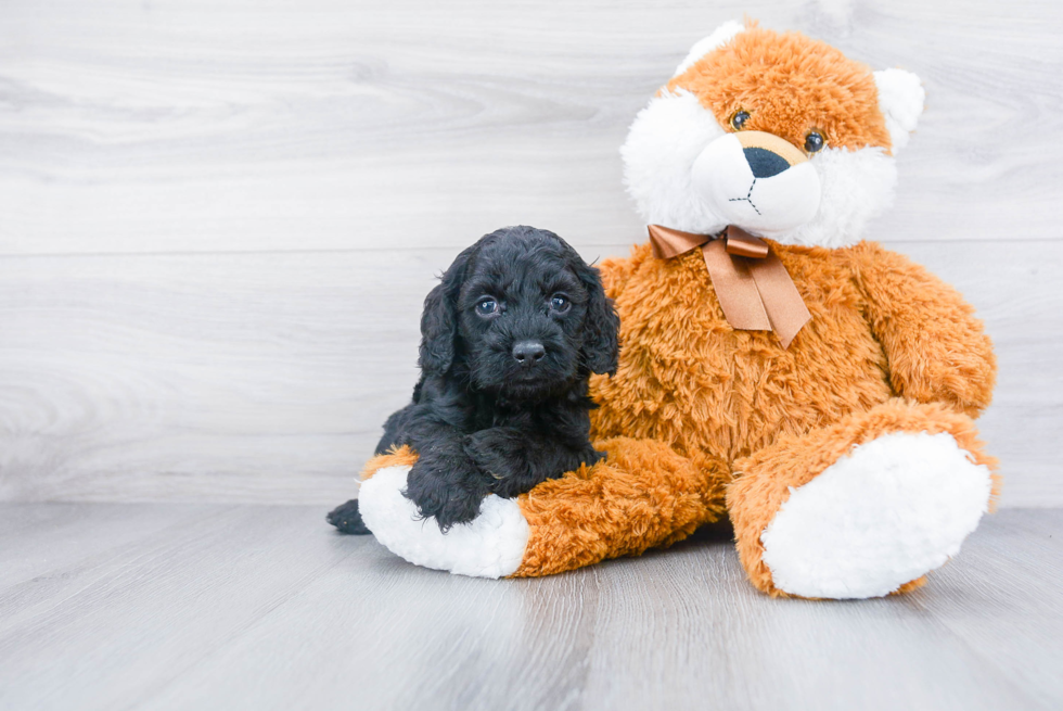 Cute Cockapoo Baby