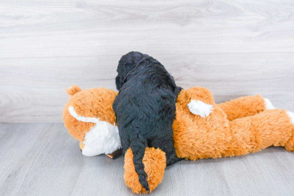 Adorable Cockerpoo Poodle Mix Puppy