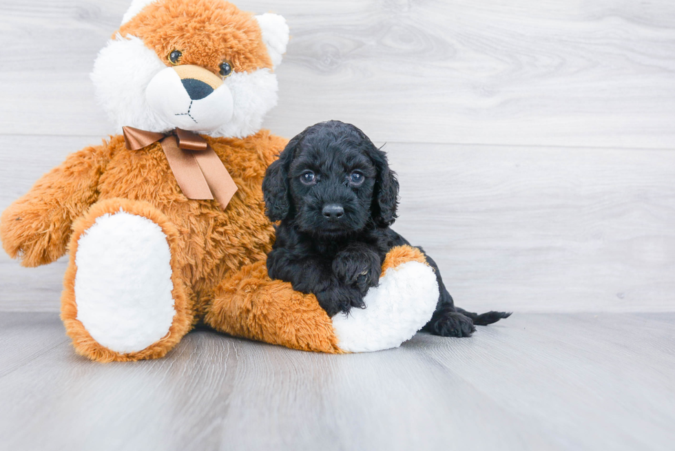 Cockapoo Pup Being Cute