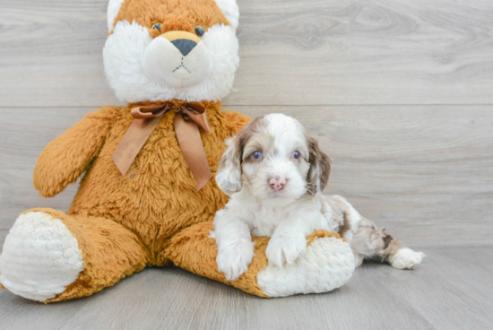 Hypoallergenic Cockerpoo Poodle Mix Puppy