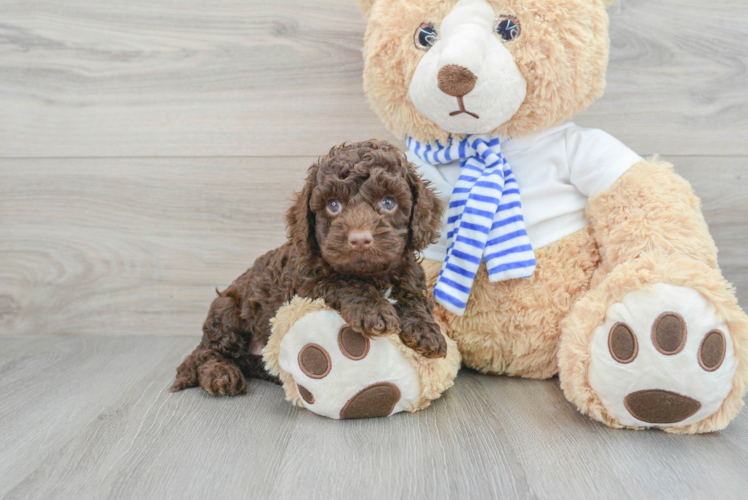 Fluffy Cockapoo Poodle Mix Pup