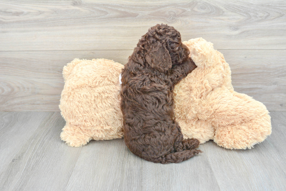 Playful Cockerpoo Poodle Mix Puppy