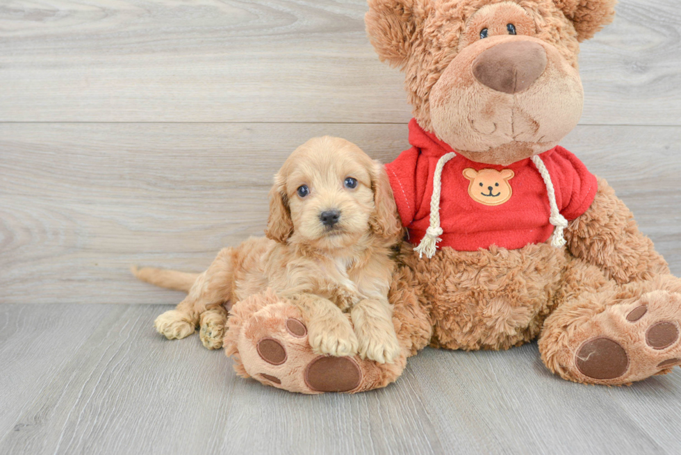 Adorable Cockerpoo Poodle Mix Puppy