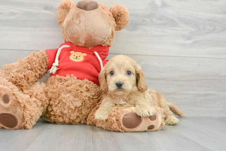 Cockapoo Pup Being Cute