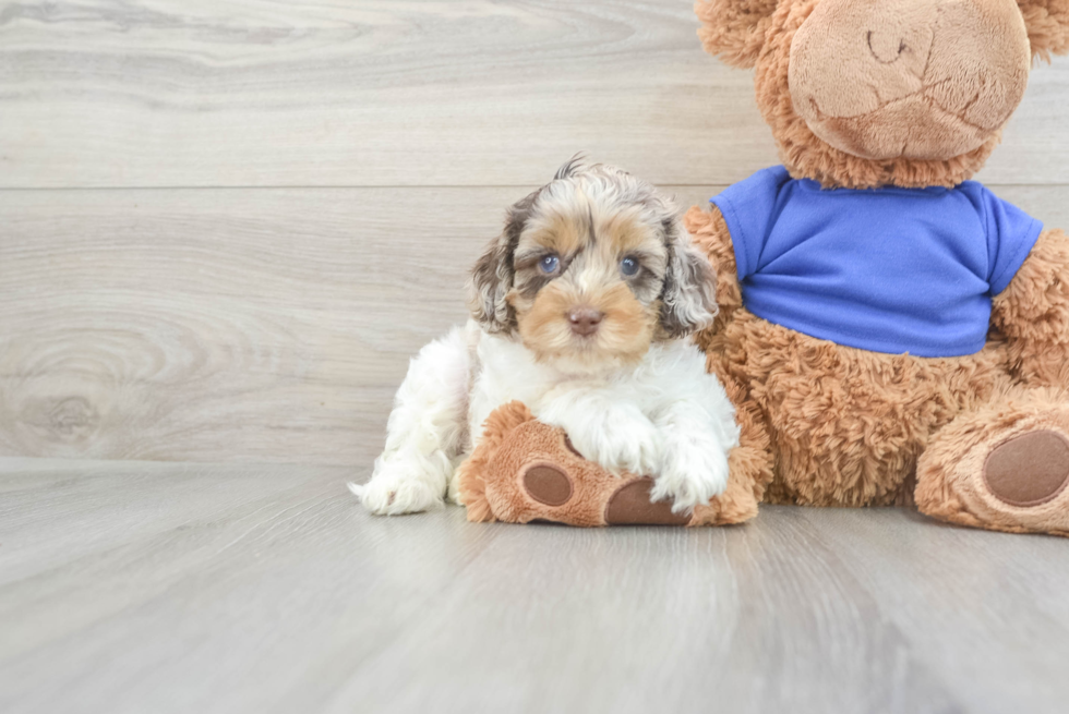 Playful Cockapoo Captain: 6lb 1oz Doodle Puppy