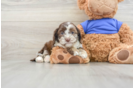 Cockapoo Puppy for Adoption