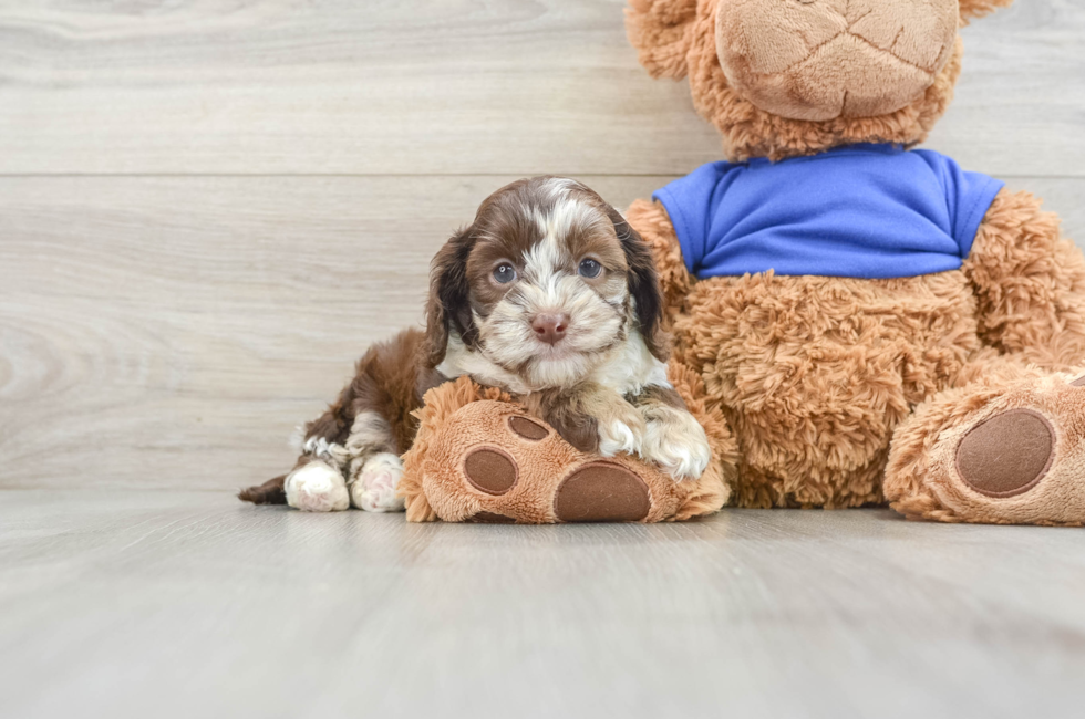 5 week old Cockapoo Puppy For Sale - Premier Pups