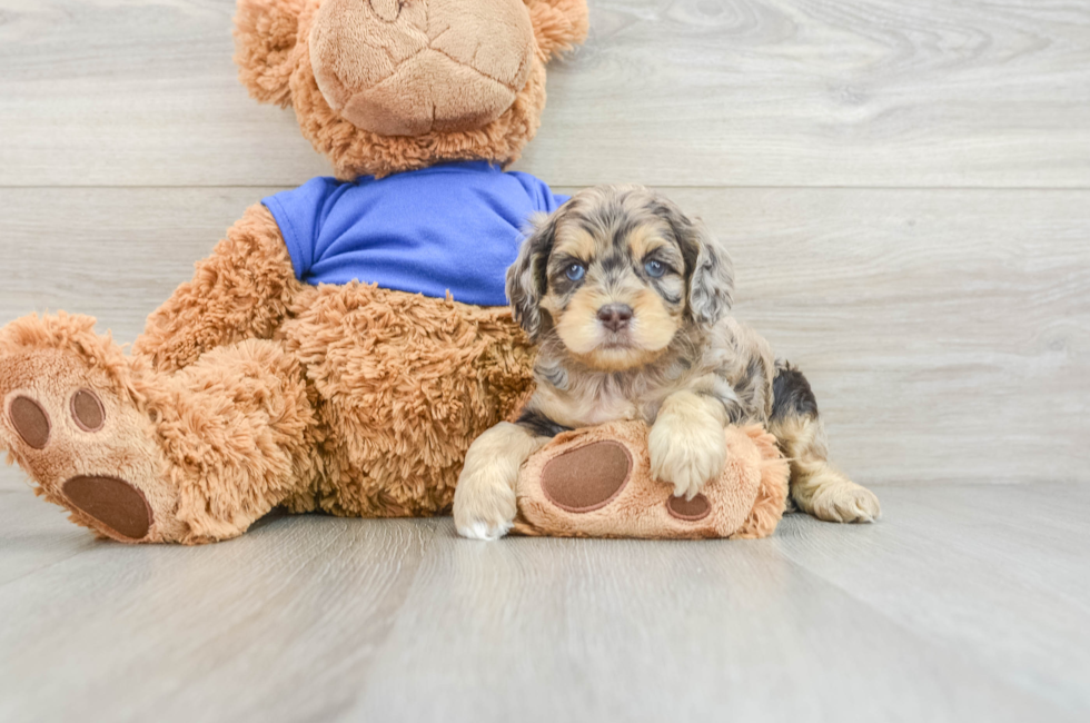 5 week old Cockapoo Puppy For Sale - Premier Pups