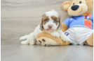 Cockapoo Pup Being Cute