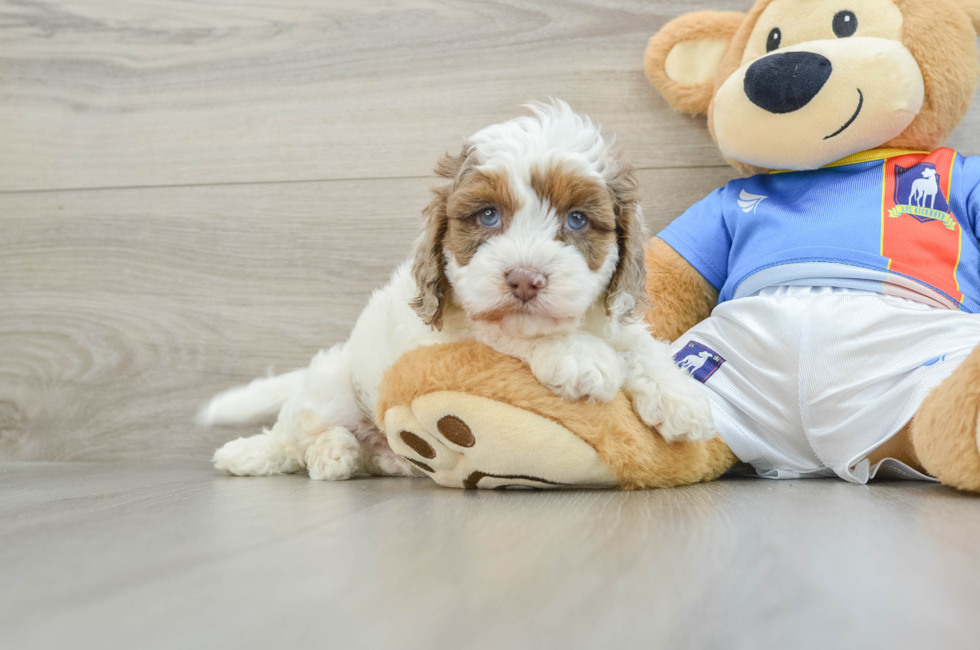 5 week old Cockapoo Puppy For Sale - Premier Pups