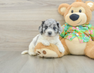 6 week old Cockapoo Puppy For Sale - Premier Pups