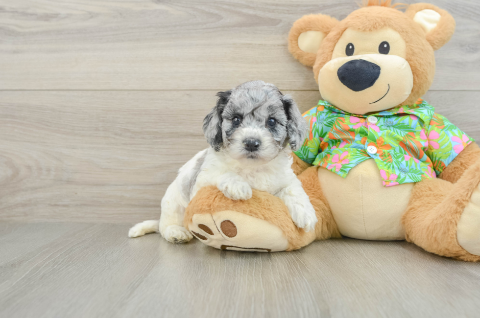 5 week old Cockapoo Puppy For Sale - Premier Pups