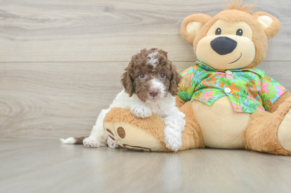 5 week old Cockapoo Puppy For Sale - Premier Pups