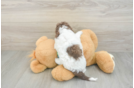 Cockapoo Puppy for Adoption