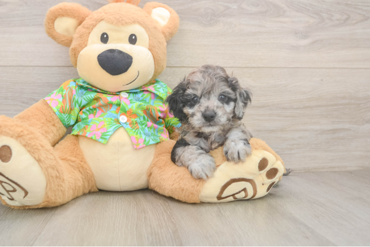 Cockapoo Pup Being Cute