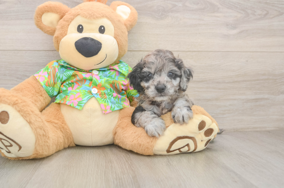 5 week old Cockapoo Puppy For Sale - Premier Pups