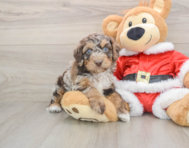6 week old Cockapoo Puppy For Sale - Premier Pups