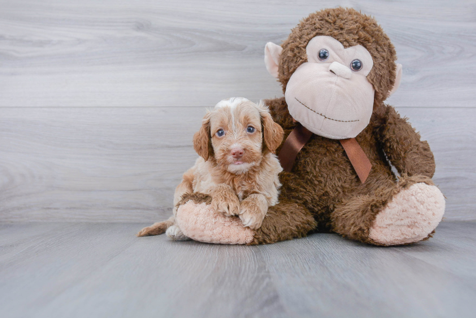 Best Cockapoo Baby