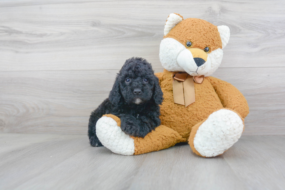 Popular Cockapoo Poodle Mix Pup