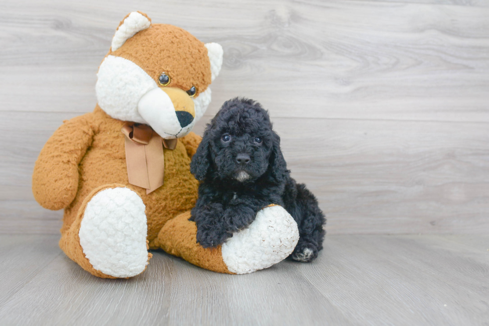 Cockapoo Pup Being Cute