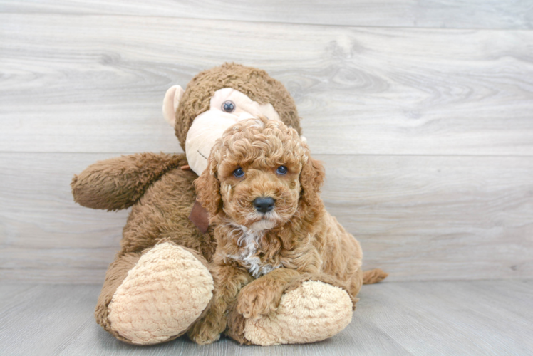 Cute Cockerpoo Poodle Mix Puppy